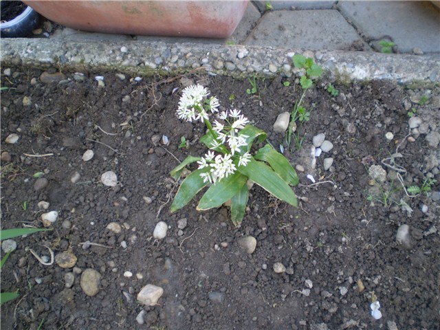 medvjeđi luk
